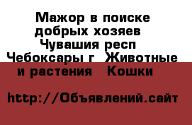 Мажор в поиске добрых хозяев - Чувашия респ., Чебоксары г. Животные и растения » Кошки   